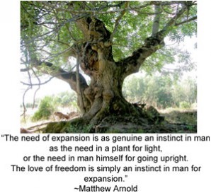 CelticMeaning-AshTree