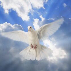 WhiteDove