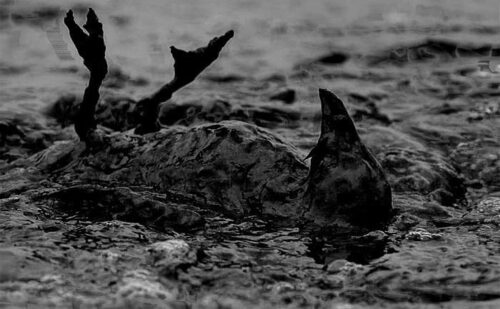 Deadbird0001