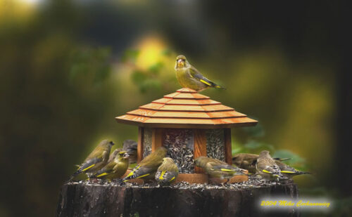 Birdlovers 72a