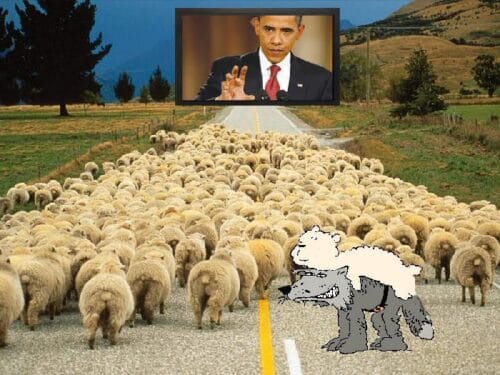 Sheep