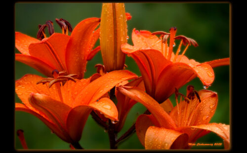 Wet flowers700