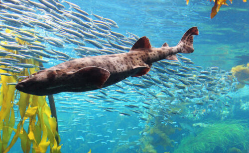 Shark 700x433