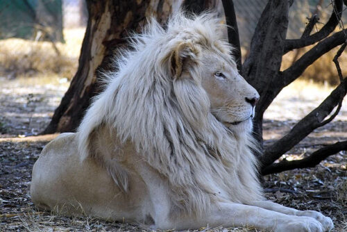 WhiteLion