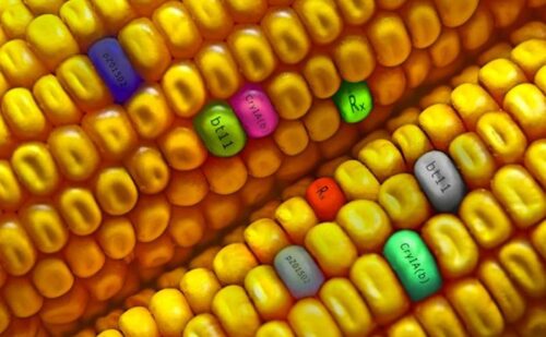 GMO kunstig hoved