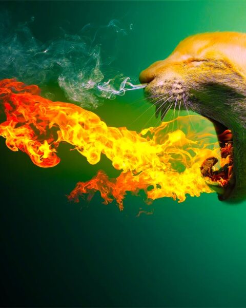 Flammerkatt