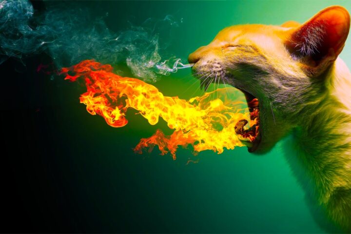 Flammerkatt